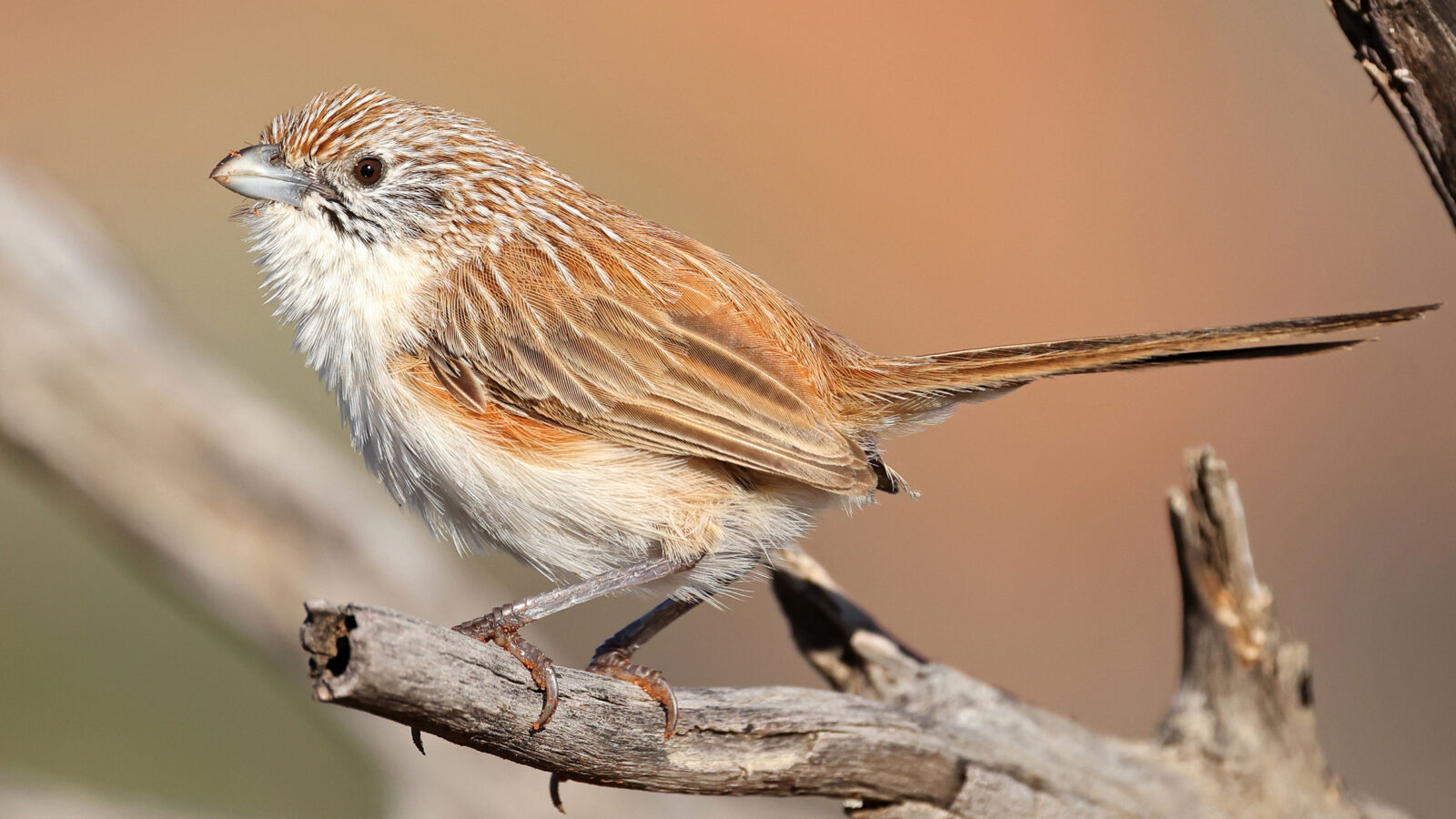 Eyrean Grasswren