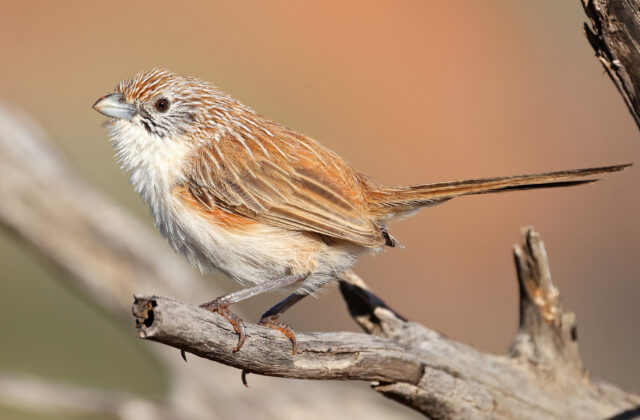 Eyrean Grasswren