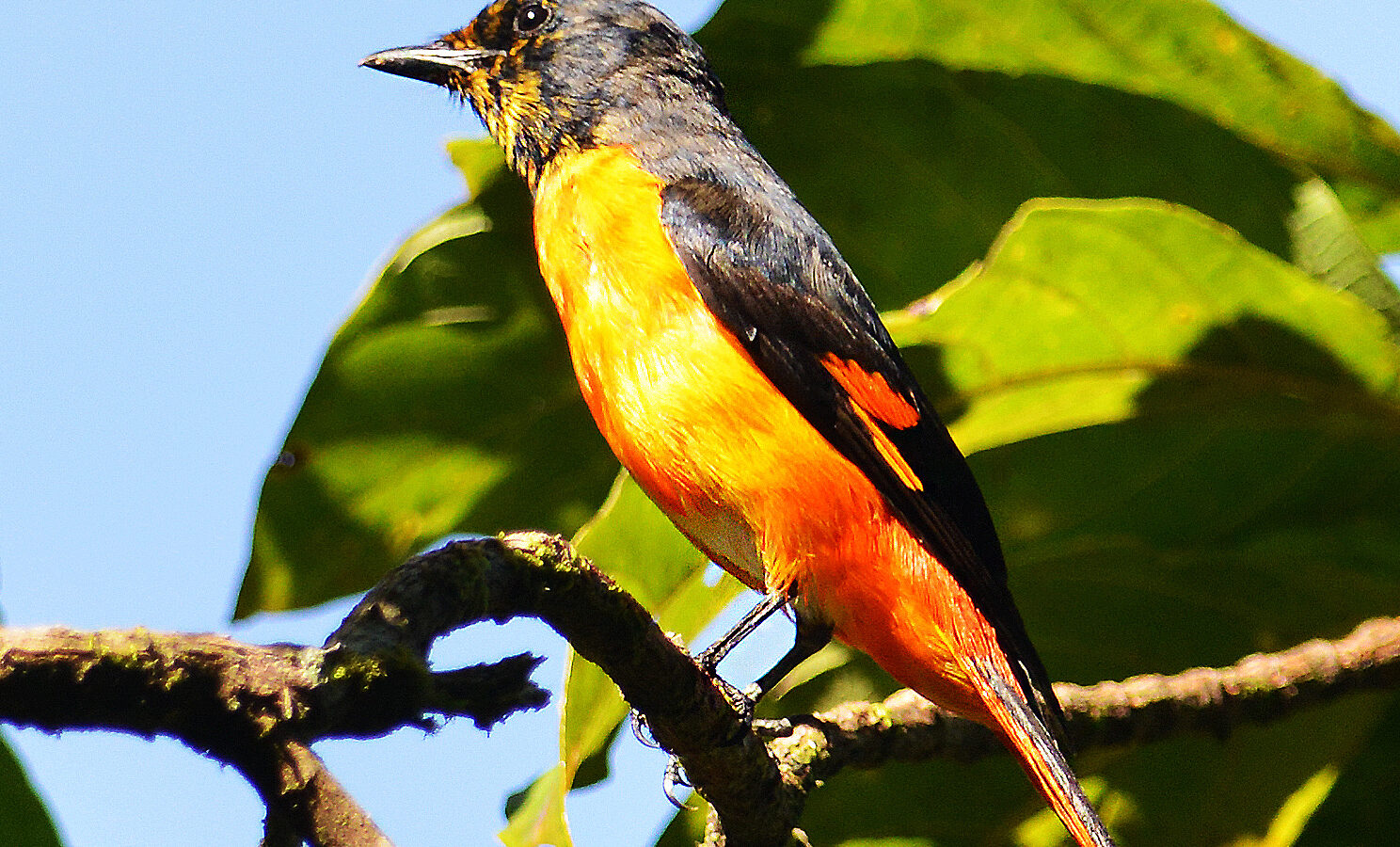 Fiery Minivet