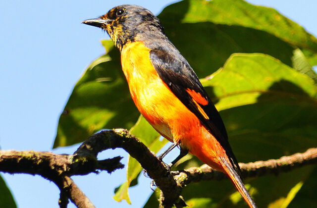 Fiery Minivet
