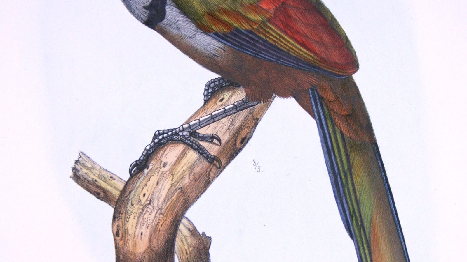 Red-billed Ground Cuckoo