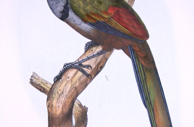 Red-billed Ground Cuckoo