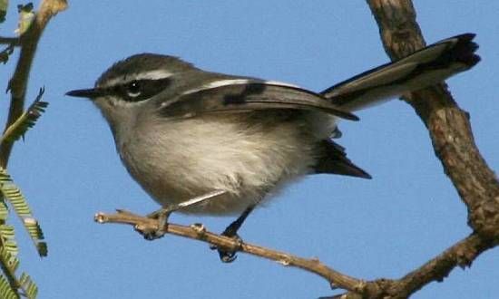 Fairy Flycatcher