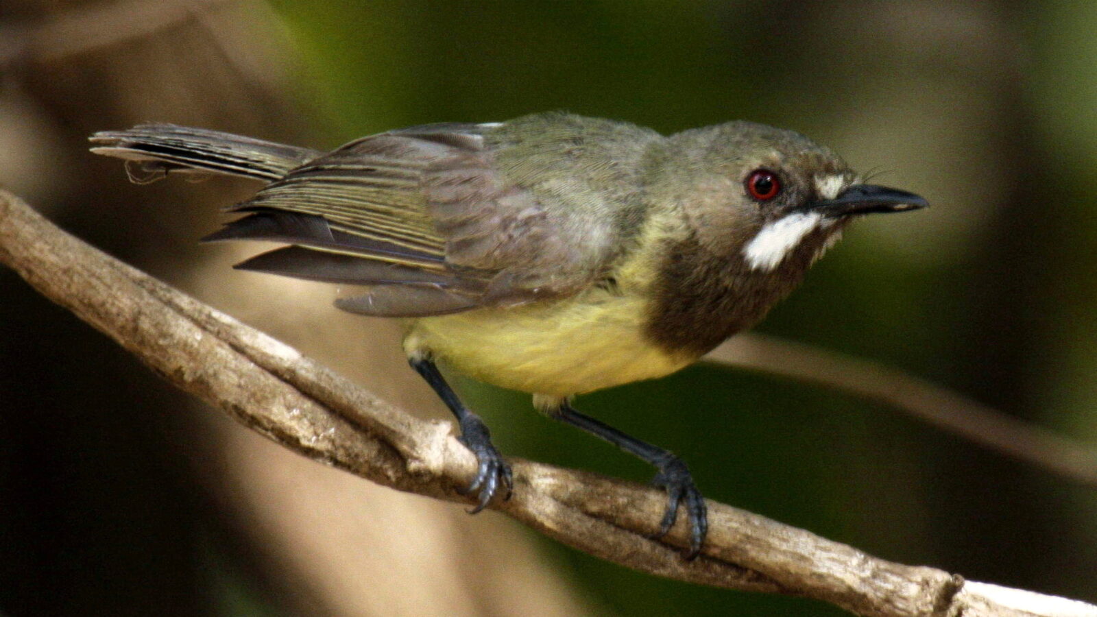 Fairy Gerygone