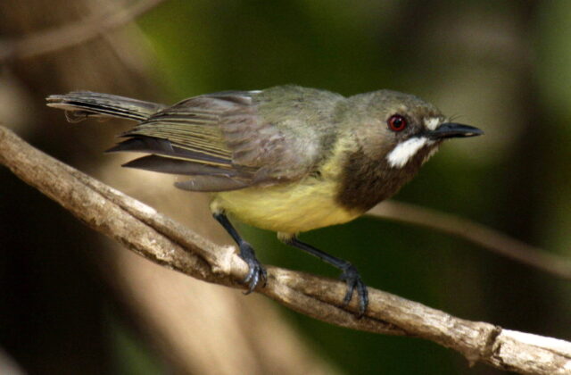 Fairy Gerygone
