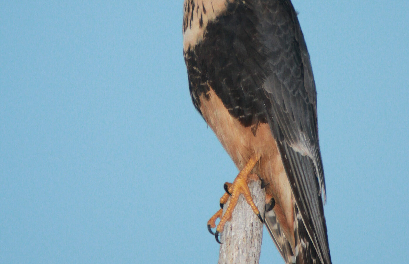 Aplomado Falcon