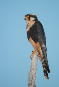 Aplomado Falcon