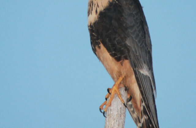 Aplomado Falcon