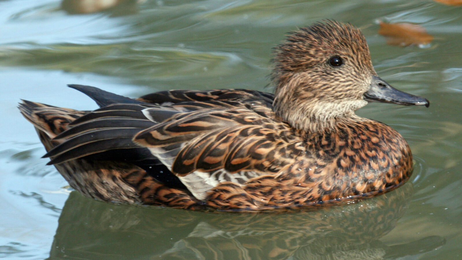 Falcated Duck