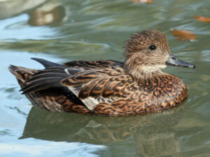 Falcated Duck