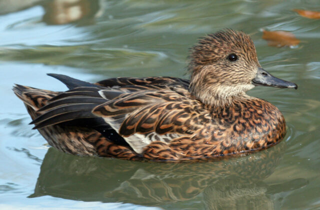 Falcated Duck