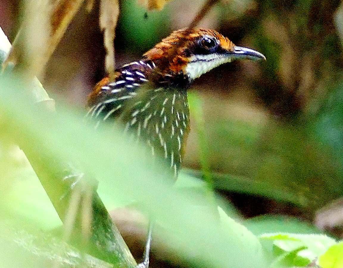 Falcated Wren-Babbler