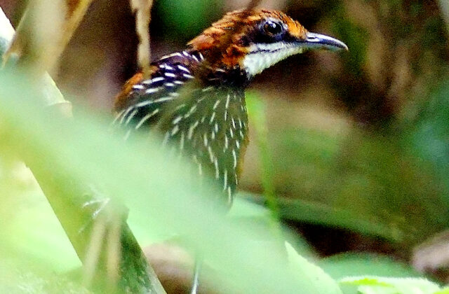 Falcated Wren-Babbler