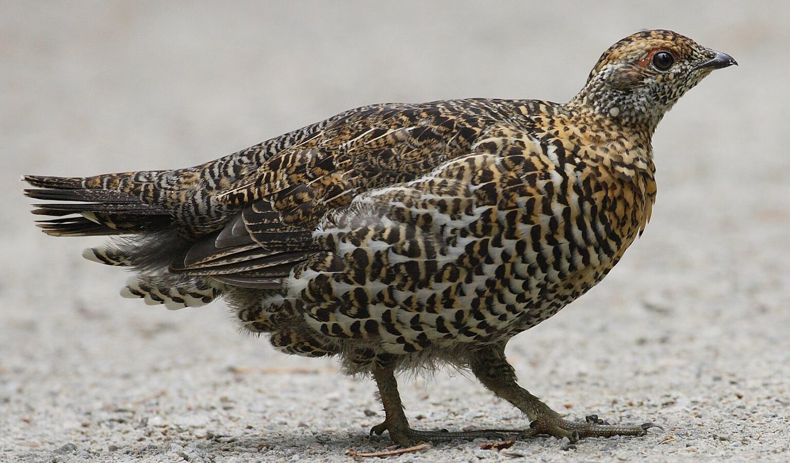 Spruce Grouse