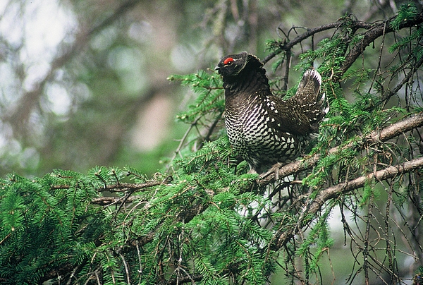 Siberian Grouse