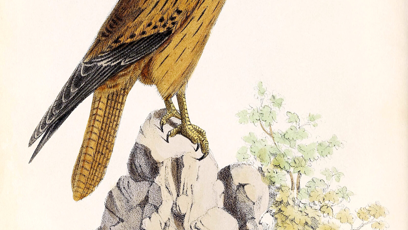 Fox Kestrel