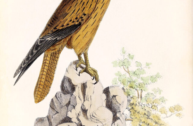 Fox Kestrel