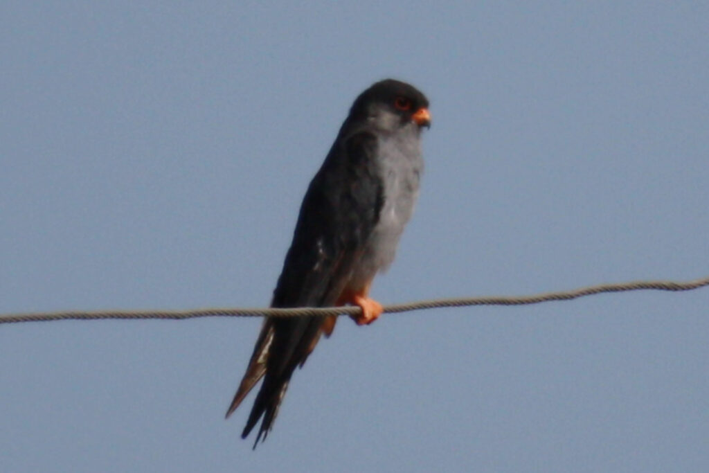 Amur Falcon