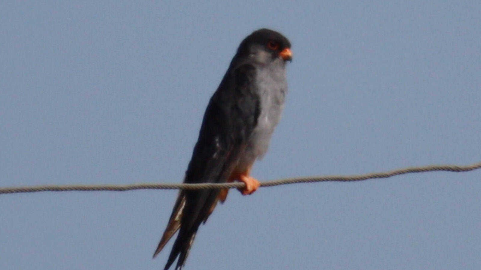 Amur Falcon