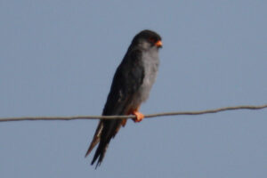 Amur Falcon