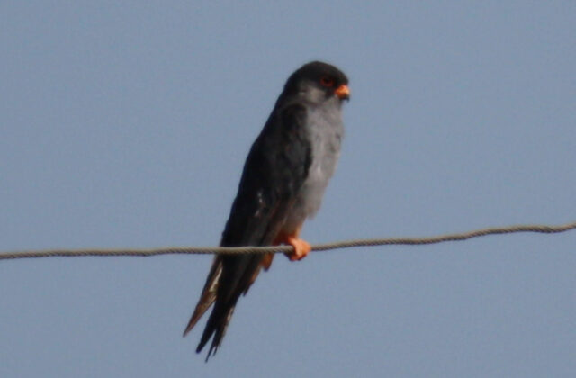 Amur Falcon