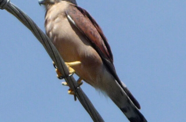 Seychelles Kestrel