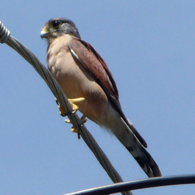 Seychelles Kestrel