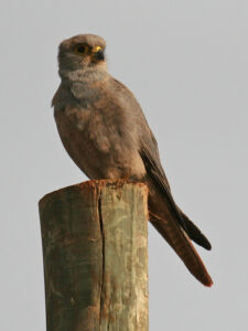 Grey Kestrel