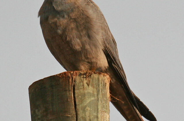 Grey Kestrel