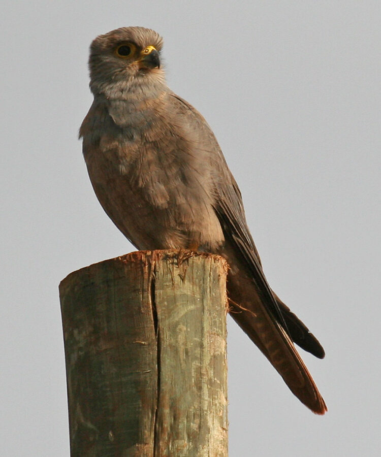 Grey Kestrel