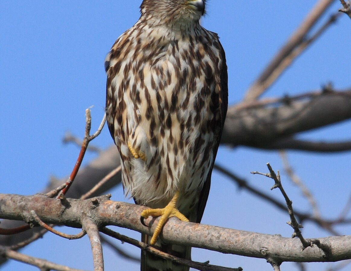Merlin