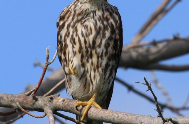 Merlin
