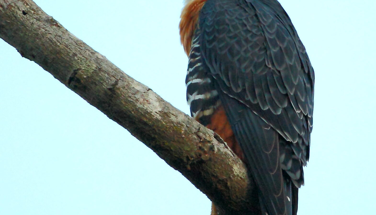 Orange-breasted Falcon
