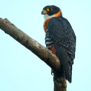 Orange-breasted Falcon