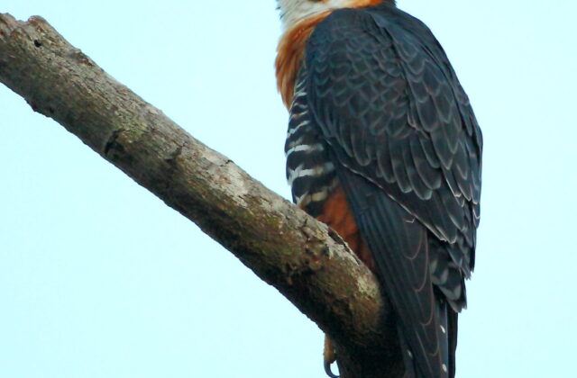 Orange-breasted Falcon