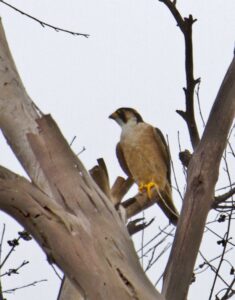 Taita Falcon