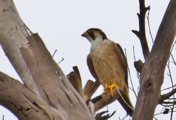 Taita Falcon