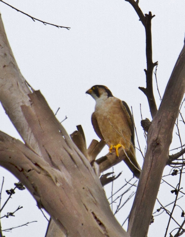 Taita Falcon
