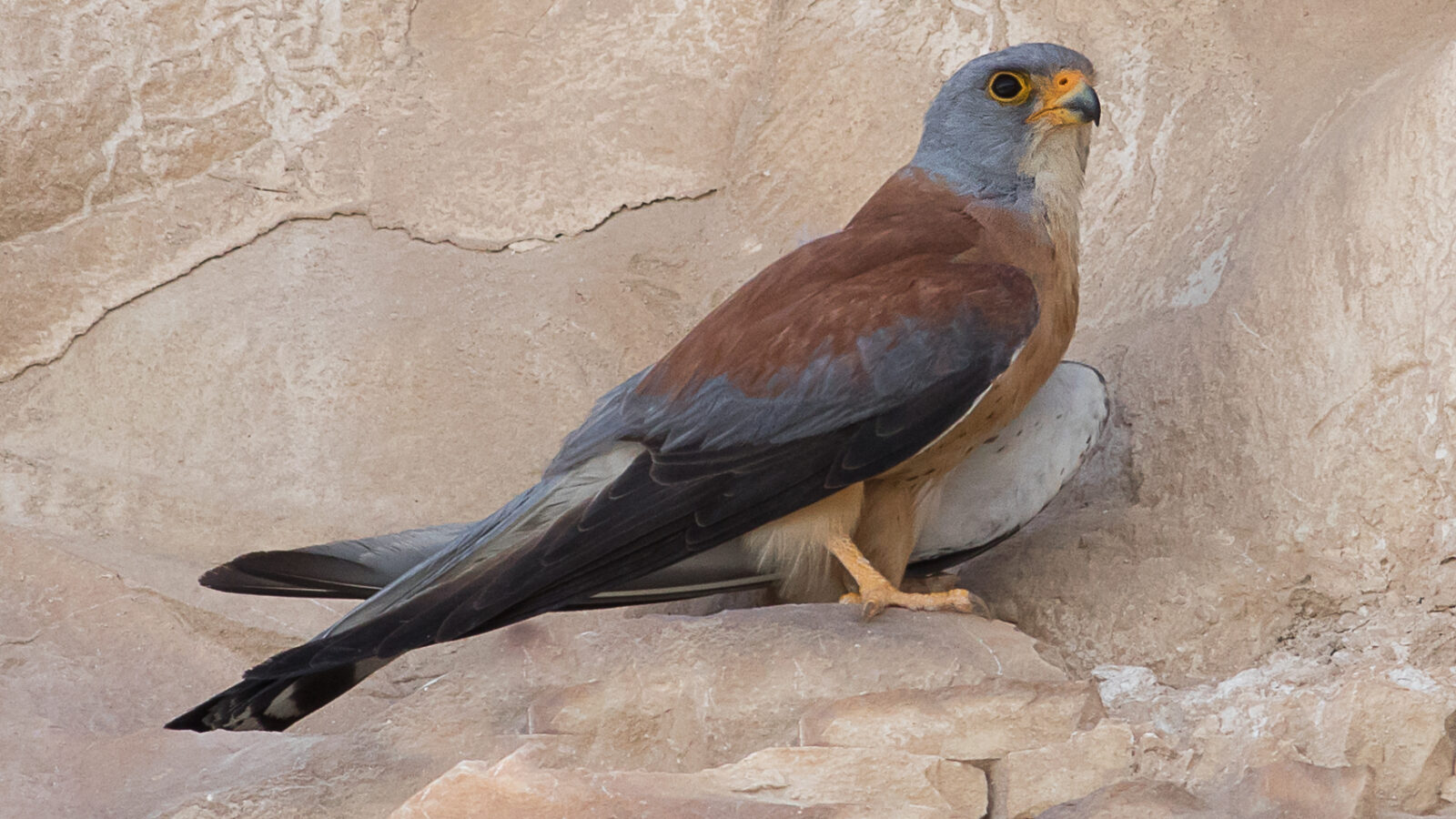 Lesser Kestrel