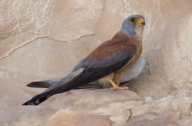 Lesser Kestrel