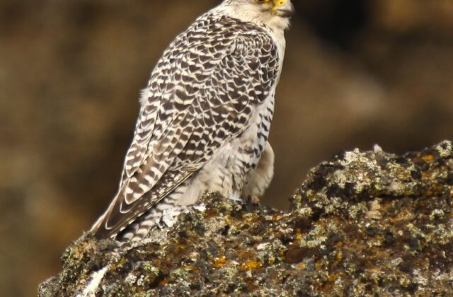 Gyrfalcon