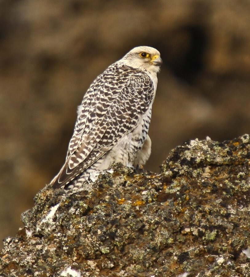 Gyrfalcon