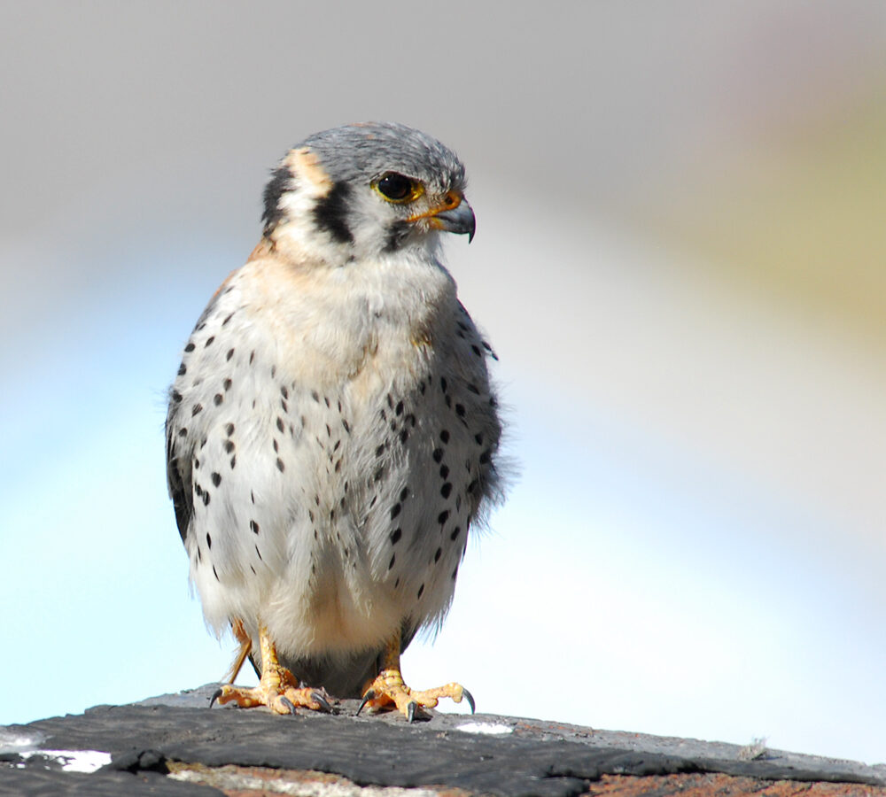 American Kestrel
