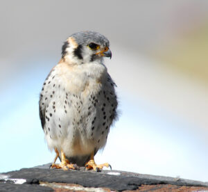 American Kestrel