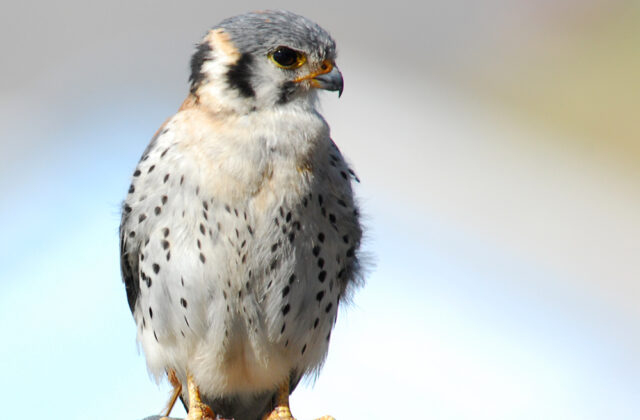 American Kestrel