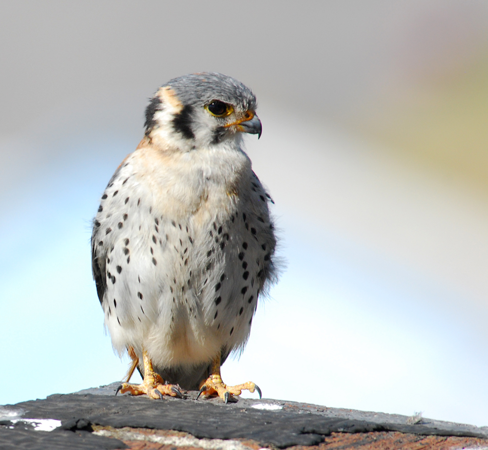 American Kestrel