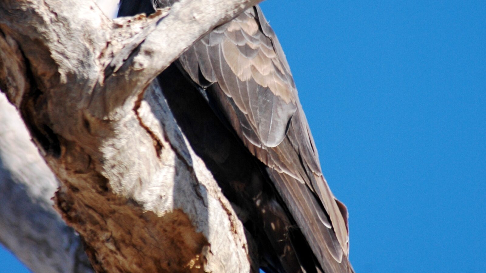 Black Falcon