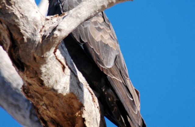 Black Falcon
