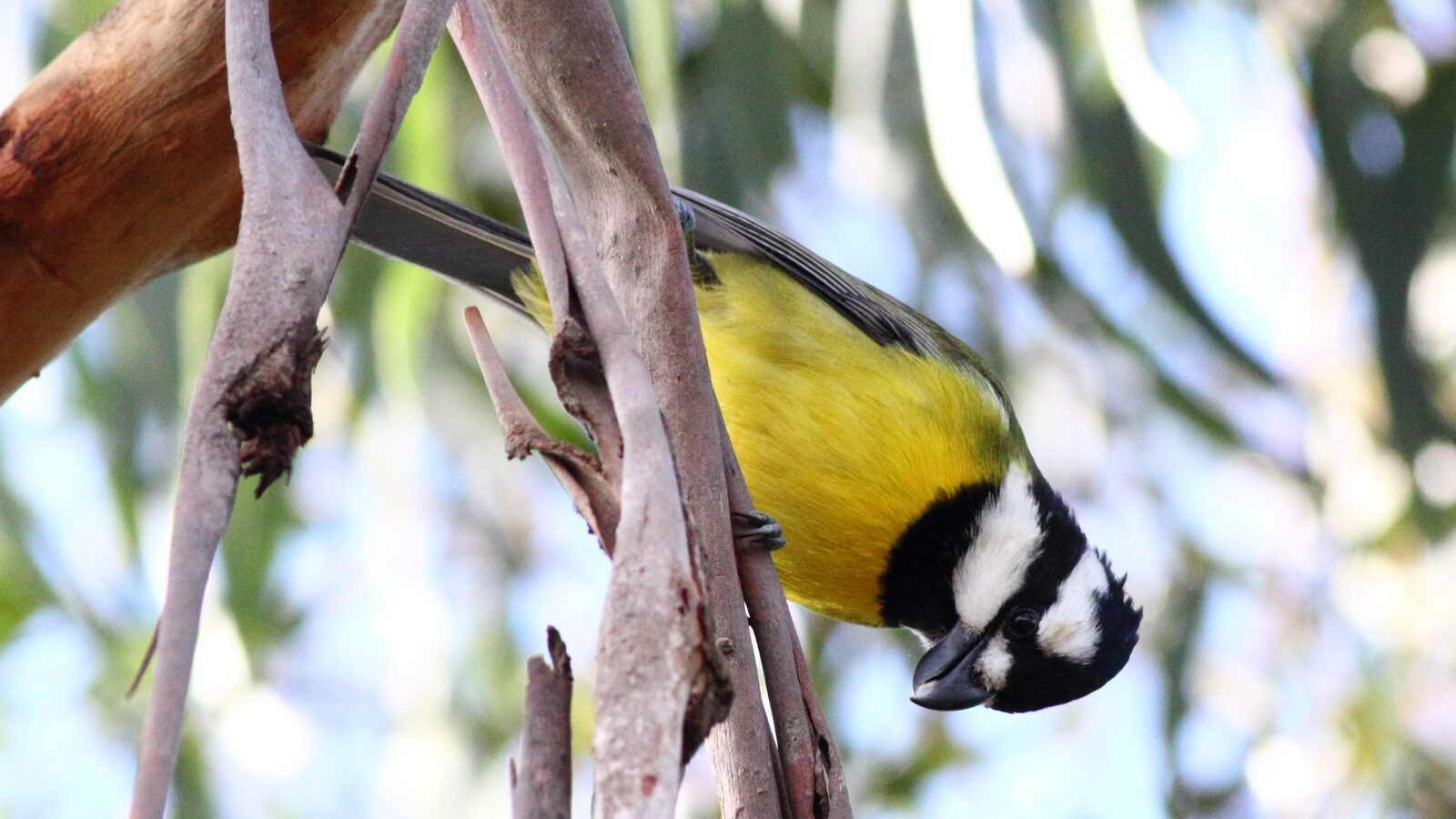 Eastern Shriketit