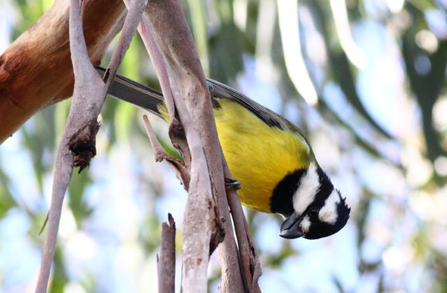 Eastern Shriketit